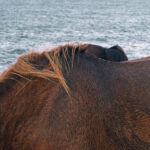 spectre_visible_anais_guegan_astrakan_finistere2