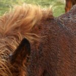 spectre_visible_anais_guegan_astrakan_finistere3