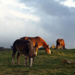 spectre_visible_anais_guegan_astrakan_finistere4